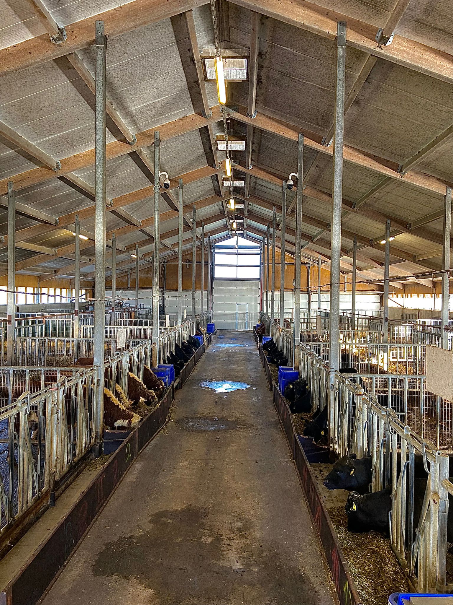 20. oktoobril tehti Keava katselaudas algust juba 20. korda toimuva noorpullide jõudluskatsega, kui võeti vastu uued tõupullideks pürgivad noorloomad. Nagu vara