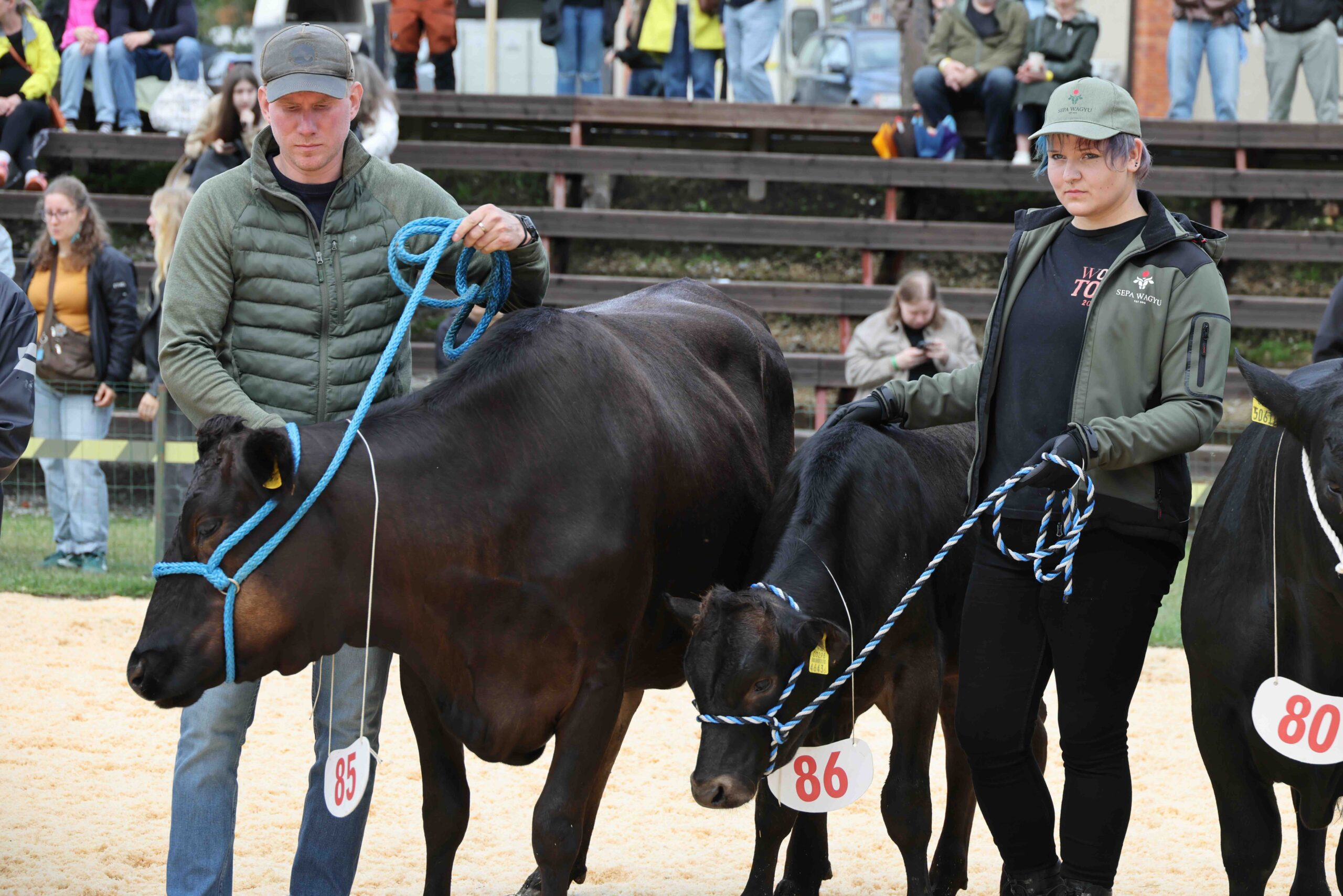 2026 Touloom Foto Alo Tanavots 5 Sepa Veised OÜ wagyu lehm MRB Matsu ja pullik SW Ushio Tõuloom 2026 näituseringis